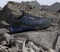 adidas Terrex AX4 GTX shadow navy/wonder steel/semi lucid blue (Herren) Vorschaubild
