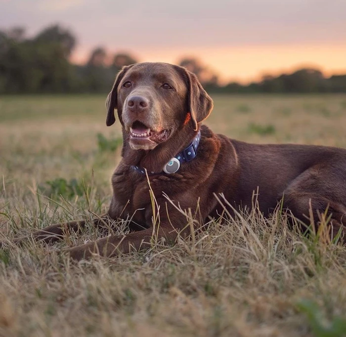 Sure Petcare Animo, Verhaltens- und Aktivitäts-Tracker für Hunde
