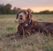 Sure Petcare Animo, Verhaltens- und Aktivitäts-Tracker für Hunde Vorschaubild