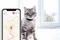 Tractive GPS Tracker-Halsband für Katzen, grau Vorschaubild