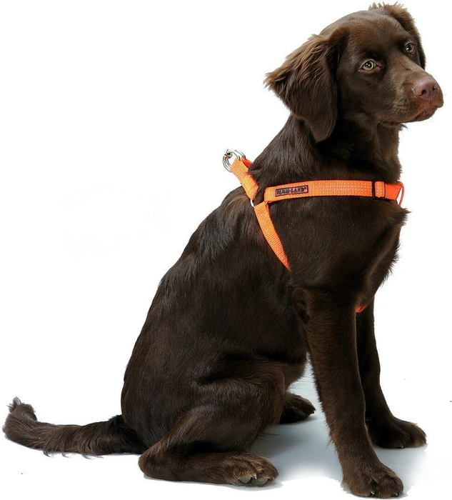 Farm-Land Hundegeschirr Safety Dog, L, orange
