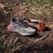 adidas Terrex Soulstride putty mauve/grey one/pink fusion (Damen) Vorschaubild