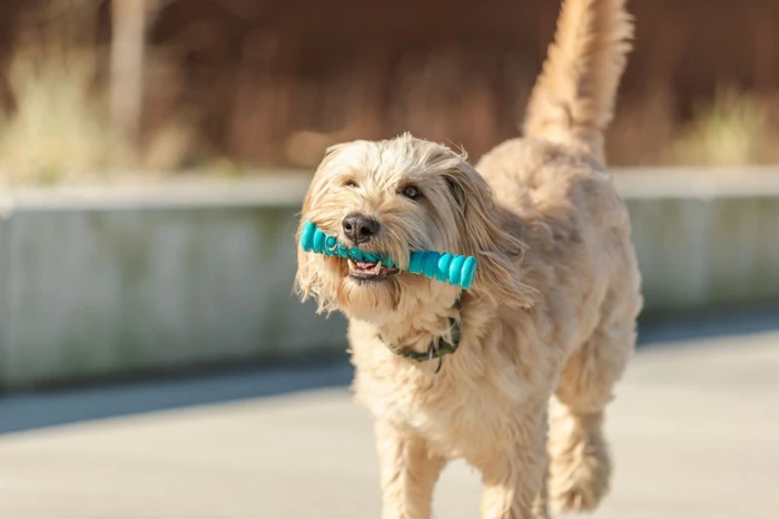 Trixie Hundespielzeug Super Strong Stick aus TPR, besonders robust, 15cm, blau (33469)