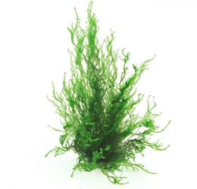 Dennerle Wasserpflanze In-Vitro T61 Taxiphyllum Spec. Flammenmoos
