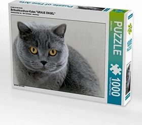 Calvendo Britischkurzhaar-Katze.Ein Motiv aus dem Kalender graue Engel
