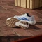 adidas Adizero Evo SL cloud white/blue fusion/off white (Damen) Vorschaubild