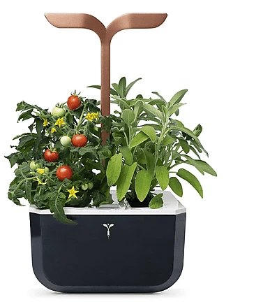 Veritable Exky Smart Indoor schwarz/kupfer