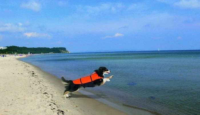 Karlie Doggy Aqua-Top Schwimmweste (verschiedene Größen)