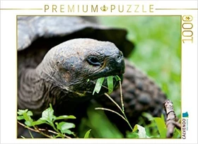 Calvendo Riesenschildkröte auf der Galapagos Insel Floreana