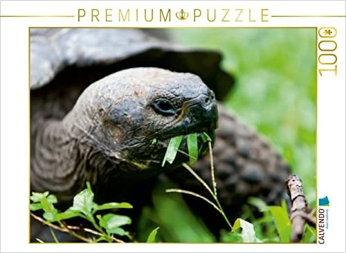 Calvendo Riesenschildkröte auf der Galapagos Insel Floreana