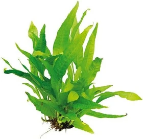 Dennerle Javafarn - Microsorum pteropus Rhizom im Topf