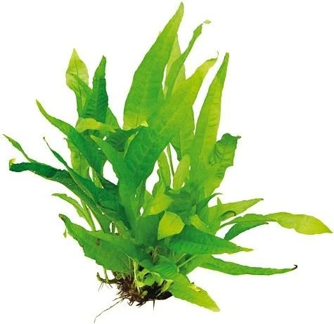 Dennerle Javafarn - Microsorum pteropus Rhizom im Topf