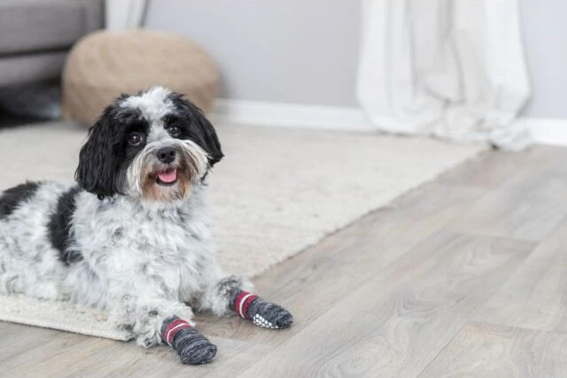 Trixie Hundesocken XXS-XS, 2 Stück