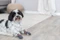 Trixie Hundesocken XXS-XS, 2 Stück Vorschaubild