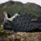 adidas Terrex Trailmaker 2.0 GTX orbit grey/wonder beige/grey five (Damen) Vorschaubild