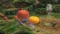 Pikmin 3 (WiiU) Vorschaubild