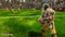 Blood Bowl 2 - Necromantic (Download) (Add-on) (PC) Vorschaubild