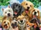 Schmidt Spiele Hunde-Selfie Vorschaubild