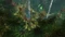 Divinity: Original Sin 2 - Definitive Edition (PS4) Vorschaubild