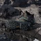 adidas Terrex Skychaser Mid GTX olive strata/silver green/core black (Herren) Vorschaubild