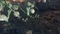 Xenoblade Chronicles 3 (Switch) Vorschaubild