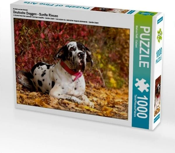 Calvendo Ein Motiv aus dem Kalender Deutsche Doggen - Sanfte Riesen