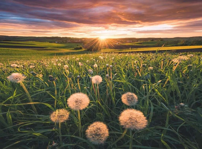 Ravensburger Puzzle Pusteblumen im Sonnenuntergang