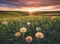 Ravensburger Puzzle Pusteblumen im Sonnenuntergang Vorschaubild