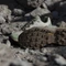 adidas Terrex Skychaser AX5 beige/grey two/tent green (Damen) Vorschaubild