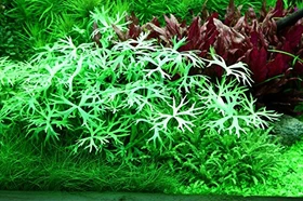 Tropica Wasserpflanze In-Vitro 1-2-Grow! Ranunculus Inundatus