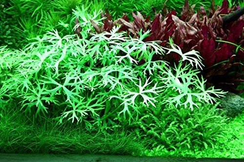 Tropica Wasserpflanze In-Vitro 1-2-Grow! Ranunculus Inundatus