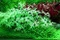 Tropica Wasserpflanze In-Vitro 1-2-Grow! Ranunculus Inundatus Vorschaubild