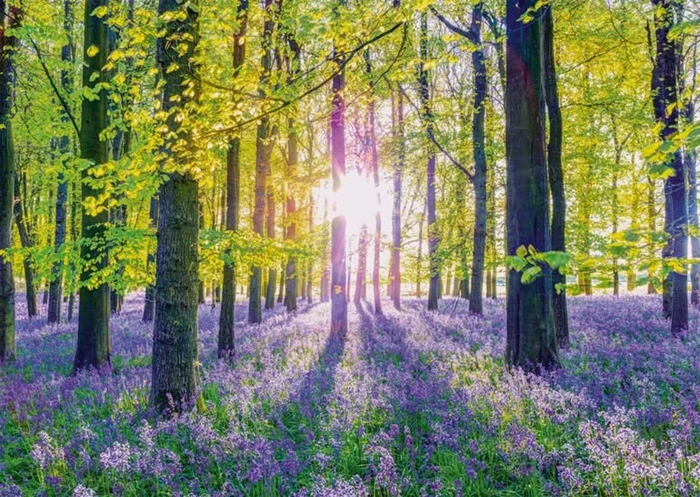 Schmidt Spiele Zarte Glockenblumen im Wald