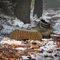 adidas Terrex Snowpitch Cold.RDY olive strata/bronze strate/semi impact orange Vorschaubild