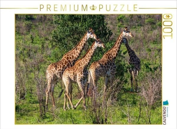 Calvendo Giraffen unterwegs zum Wasserloch, Südafrika