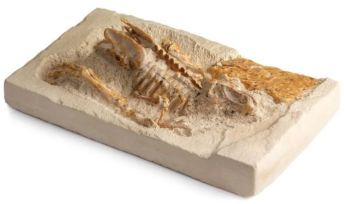 Kosmos T-Rex - Set Scavo 3D Con Scheletro Da Assemblare, Gioco Paleontologico Per Bambini 7-9 Anni - 6