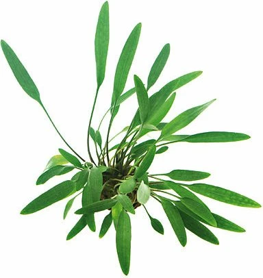 Dennerle Glänzender Wasserkelch - Cryptocoryne lucens getopft