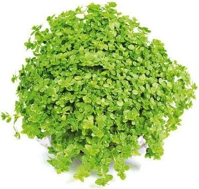 Dennerle Kubanisches Perlenkraut - Hemianthus callitrichoides Dennerle