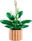 LEGO Botanicals - Friedenslilie Vorschaubild