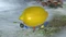 Pikmin 3 - Deluxe (Switch) Vorschaubild