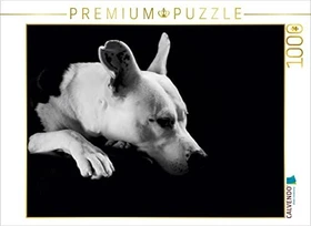Calvendo Cheyenne - American Stafford x Dogo Argentino-Mix, 2 Jahre