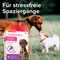 beaphar CaniComfort Spot-On, Pheromon, 3ml Vorschaubild