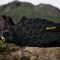 adidas Terrex Trailmaker 2 core black/carbon/grey four (Herren) Vorschaubild