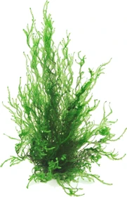 Dennerle Wasserpflanze In-Vitro T61 Taxiphyllum Spec. Flammenmoos