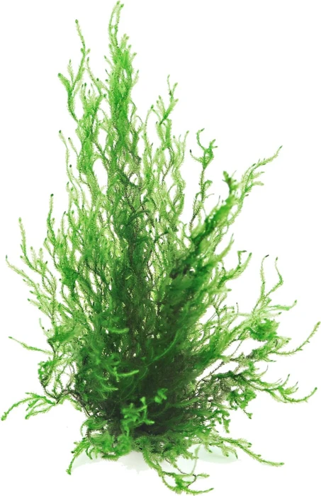 Dennerle Wasserpflanze In-Vitro T61 Taxiphyllum Spec. Flammenmoos