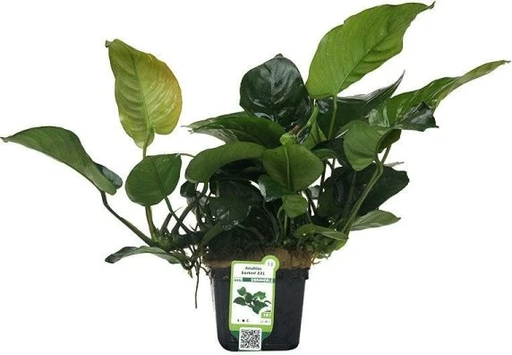 Dennerle Breitblättriges Speerblatt Anubias barteri var. barteri XXL Schaupflanze