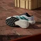 adidas Adizero Evo SL cloud white/pure teal/grey four (Herren) Vorschaubild