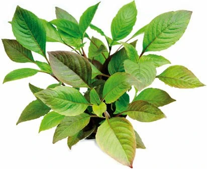 Dennerle Riesen-Wasserfreund - Hygrophila corymbosa getopft