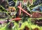 Ravensburger Puzzle Star Wars Villainous Asajj Ventress Vorschaubild