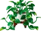 LEGO Botanicals - Hängende Efeutute Vorschaubild